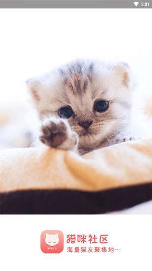 猫咪社区