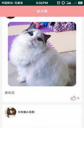 爱猫咪