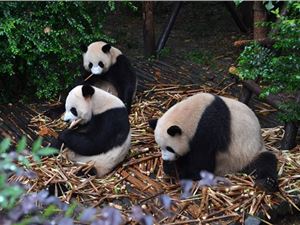 因连续十年财务造假 乐视网2.4亿罚款被强执