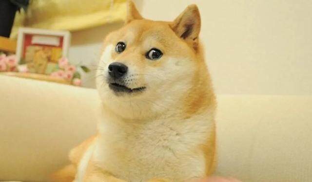 什么是“迷因币”？投资新宠「佩佩蛙币」席卷币圈-第3张图片-火必下载